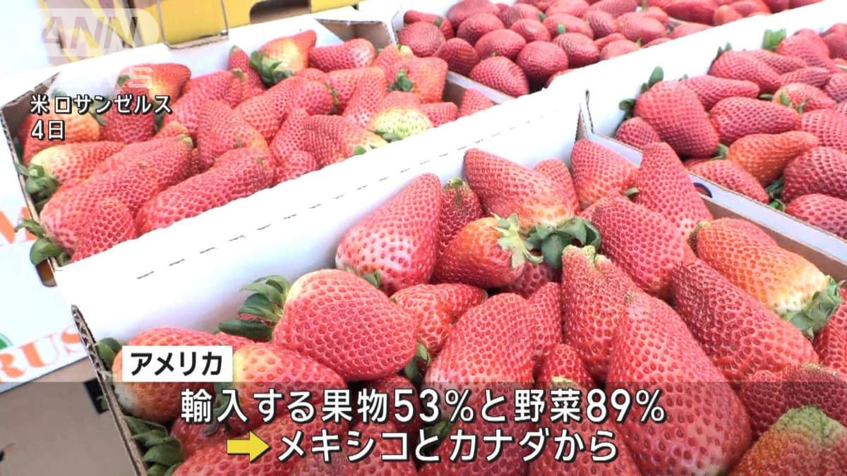 米国の25％関税で生活費30万円増…輸入野菜・果物はカナダとメキシコに依存