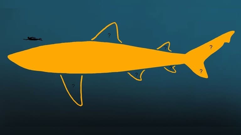 太古の巨大ザメ「メガロドン」、従来の想定よりさらに長かった可能性　新研究