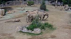 ゾウが地震で集まる　アメリカの動物園