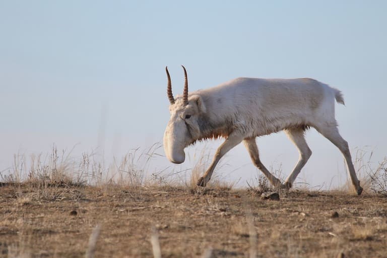 サイガはまた草原を歩きます