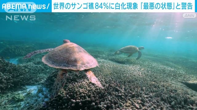 <ruby ><rb><span class="jlpt-n4" word="世界">世界</span></rb><rt>せかい</rt></ruby>のサンゴ　しろく<span class="jlpt-n5" word="なる">なる</span>