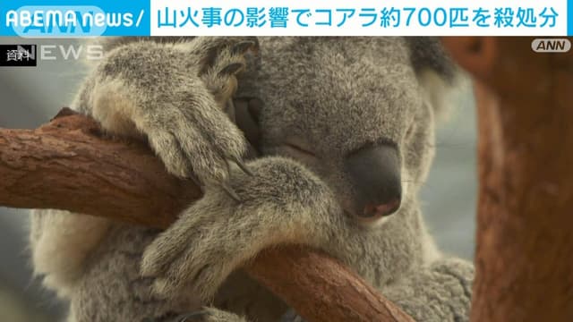 オーストラリアで<ruby ><rb><span class="jlpt-n5" word="山">山</span><span class="jlpt-n4" word="火事">火事</span></rb><rt>やまかじ</rt></ruby>　コアラ700ひきが<ruby ><rb><span class="jlpt-n5" word="死ぬ">死</rb><rt>し</rt></ruby>ぬ</span>