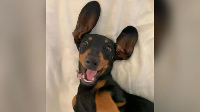 においの<span class="jlpt-n5" word="シャツ">シャツ</span>で<ruby ><rb>５２９<span class="jlpt-n4" word="日">日</span></rb><rt>ごひゃくにじゅうきゅうにち</rt></ruby>ぶりに<ruby ><rb><span class="jlpt-n5" word="犬">犬</span></rb><rt>いぬ</rt></ruby>を<ruby ><rb><span class="jlpt-n4" word="見つける">見</rb><rt>み</rt></ruby>つける</span>