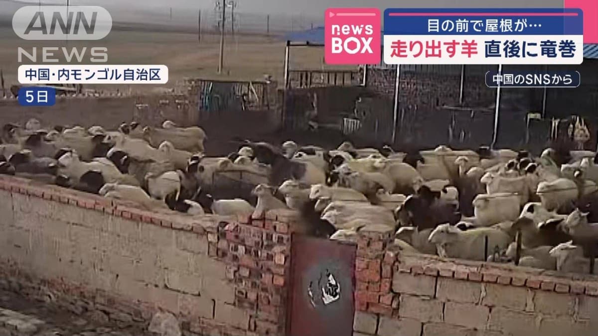 羊たちは竜巻の前に集まります