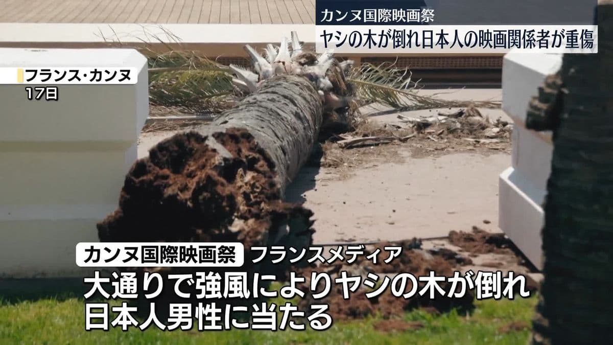 カンヌでヤシの木がたおれる　日本人の男の人がけが