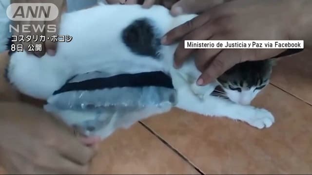 コスタリカでネコがわるいくすりをはこぶ
