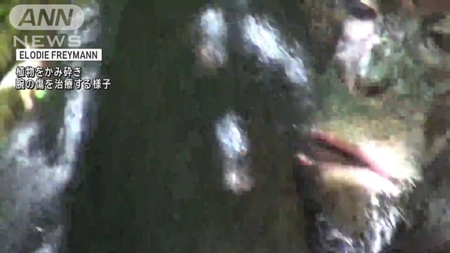 チンパンジーが<span class="unknown" word="友だち">友だち</span>のけがを<ruby ><rb><span class="jlpt-n2" word="治す">治</rb><rt>なお</rt></ruby>す</span>ことがわかりました