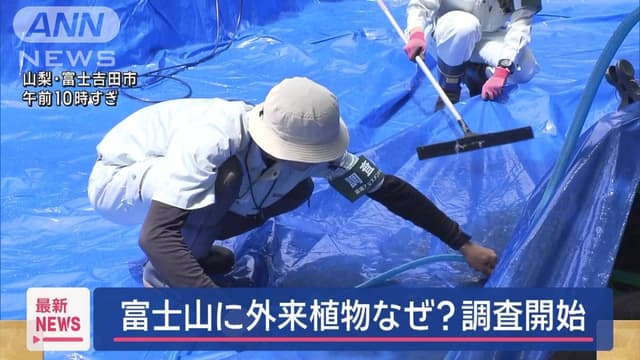 <ruby ><rb><span class="unknown" word="富士山">富士山</span></rb><rt>ふじさん</rt></ruby>にあたらしい<ruby ><rb><span class="jlpt-n3" word="植物">植物</span></rb><rt>しょくぶつ</rt></ruby>が<ruby ><rb>来</rb><rt>き</rt></ruby>ました