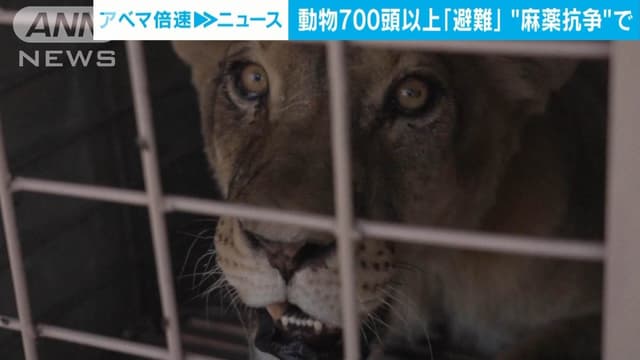 メキシコの<ruby ><rb><span class="jlpt-n5" word="動物">動物</span></rb><rt>どうぶつ</rt></ruby>たちが<ruby ><rb><span class="jlpt-n5" word="危ない">危</rb><rt>あぶ</rt></ruby>ない</span><ruby ><rb><span class="jlpt-n4" word="場所">場所</span></rb><rt>ばしょ</rt></ruby>からにげます