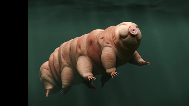 <span class="jlpt-n5" word="とても">とても</span><span class="jlpt-n5" word="強い"><ruby><rb>強い</rb><rt>つよい</rt></ruby></span><span class="jlpt-n3" word="生き物"><ruby><rb>生き物</rb><rt>いきもの</rt></ruby></span>「クマムシ」の3つの<span class="jlpt-n3" word="すごい">すごい</span>こと