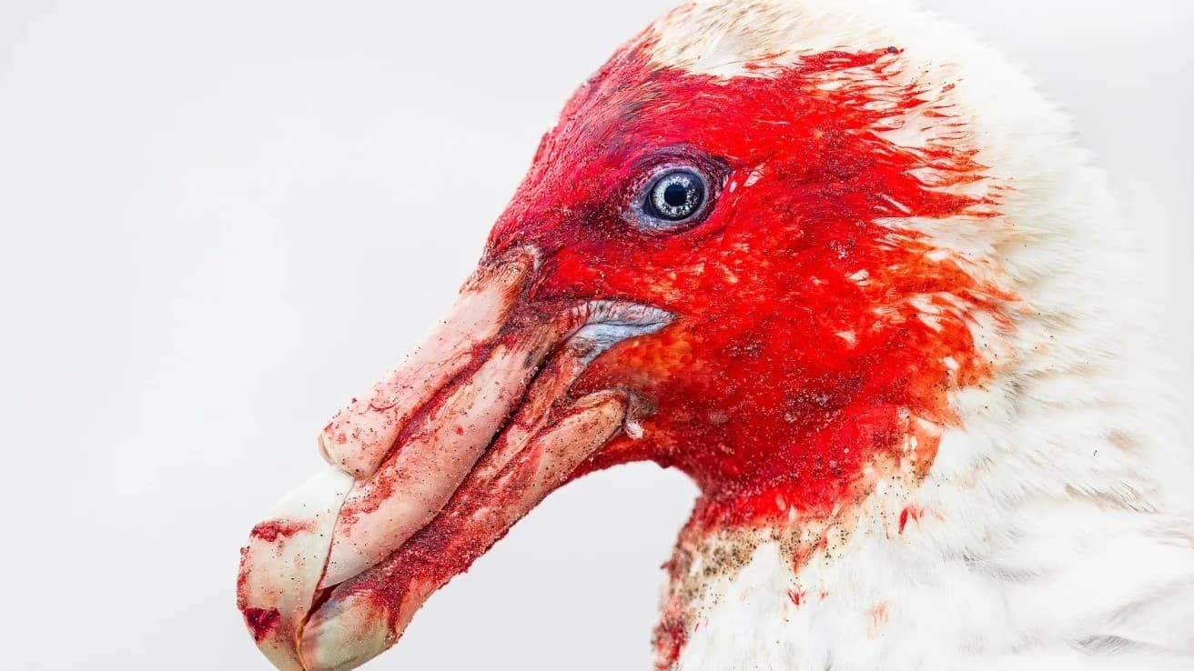 バードフォトグラファー・オブ・ザ・イヤー2025：すばらしい鳥の写真が受賞