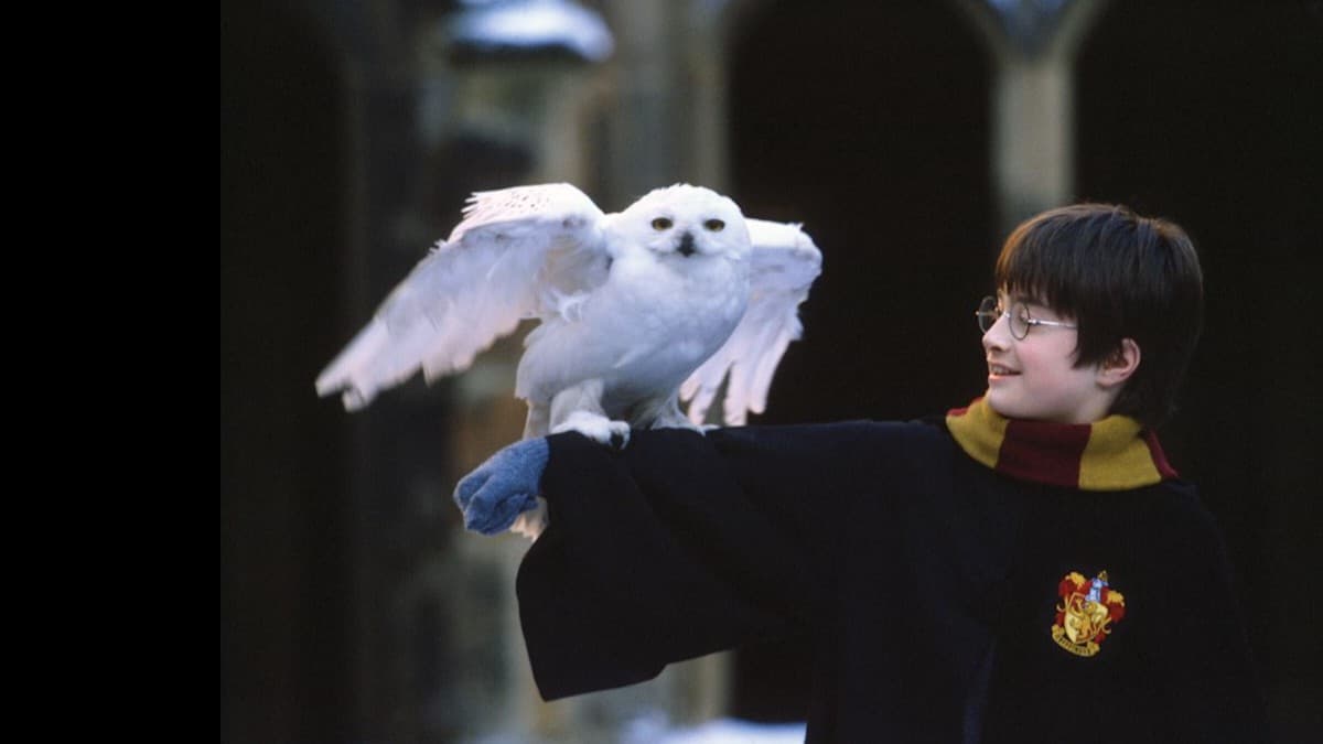 ハリー・ポッターはなぜ人気ですか