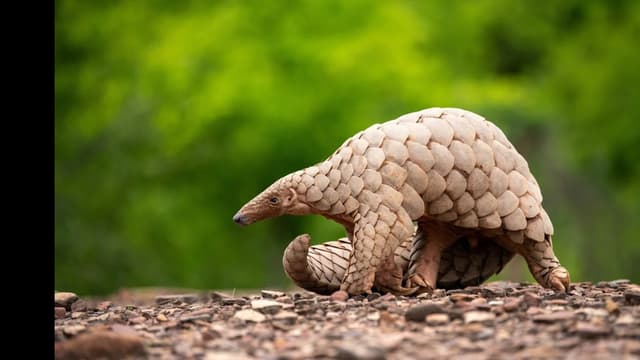 <span class="" word="セ">セ</span><span class="" word="ン">ン</span><span class="" word="ザ">ザ</span><span class="" word="ン">ン</span><span class="" word="コ">コ</span><span class="" word="ウ">ウ</span><span class="" word="を">を</span><ruby ><rb><span class="" word="守">守</span></rb><rt>まも</rt></ruby><span class="" word="る">る</span><span class="" word="た">た</span><span class="" word="め">め</span><span class="" word="の">の</span><ruby ><rb><span class="jlpt-n5" word="写真">写真</span><span class="unknown" word="集">集</span></rb><rt>しゃしんしゅう</rt></ruby>