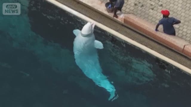 <ruby ><rb><span class="" word="カ">カ</span><span class="" word="ナ">ナ</span><span class="" word="ダ">ダ</span></rb><rt>カナダ</rt></ruby><span class="" word="の">の</span><span class="" word="テ">テ</span><span class="" word="ー">ー</span><span class="" word="マ">マ</span><span class="" word="パ">パ</span><span class="" word="ー">ー</span><span class="" word="ク">ク</span><span class="" word="で">で</span><span class="" word="シ">シ</span><span class="" word="ロ">ロ</span><span class="" word="イ">イ</span><span class="" word="ル">ル</span><span class="" word="カ">カ</span><span class="" word="3">3</span><span class="" word="0">0</span><ruby ><rb><span class="jlpt-n5" word="頭">頭</span></rb><rt>とう</rt></ruby><span class="" word="が">が</span><span class="" word="あ">あ</span><span class="" word="ぶ">ぶ</span><span class="" word="な">な</span><span class="" word="い">い</span>