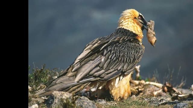 <span class="" word="ヒ">ヒ</span><span class="" word="ゲ">ゲ</span><span class="" word="ワ">ワ</span><span class="" word="シ">シ</span><span class="" word="の">の</span><ruby ><rb><span class="jlpt-n3" word="巣">巣</span></rb><rt>す</rt></ruby><span class="" word="か">か</span><span class="" word="ら">ら</span><span class="" word="7">7</span><span class="" word="0">0</span><span class="" word="0">0</span><ruby ><rb><span class="jlpt-n5" word="年">年</span><span class="jlpt-n5" word="前">前</span></rb><rt>ねんまえ</rt></ruby><span class="" word="の">の</span><span class="jlpt-n4" word="サンダル">サンダル</span><span class="" word="が">が</span><ruby ><rb><span class="" word="見">見</span></rb><rt>み</rt></ruby><span class="" word="つ">つ</span><span class="" word="か">か</span><span class="" word="る">る</span>