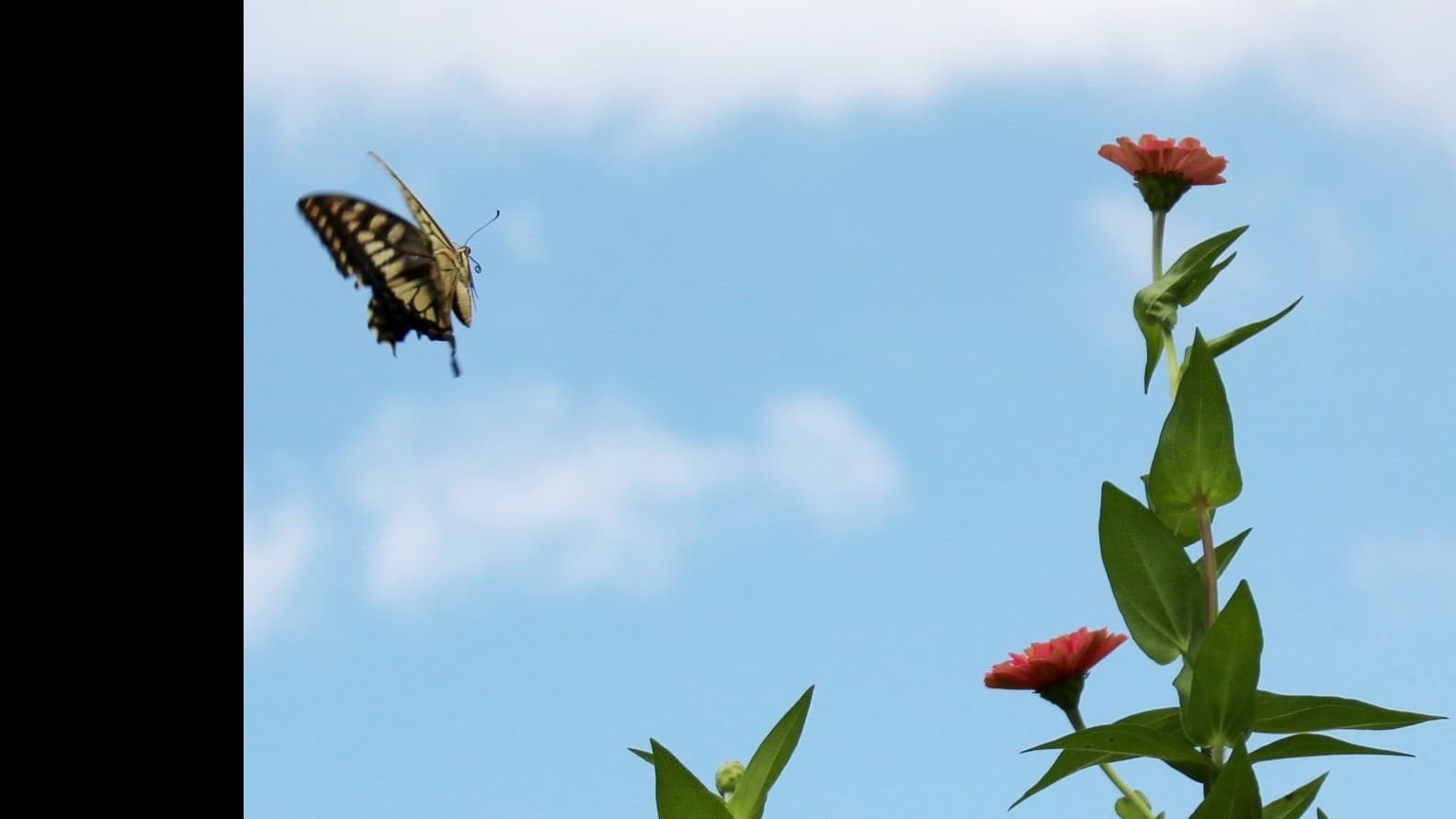 モンシロチョウの飛び方とひみつ
