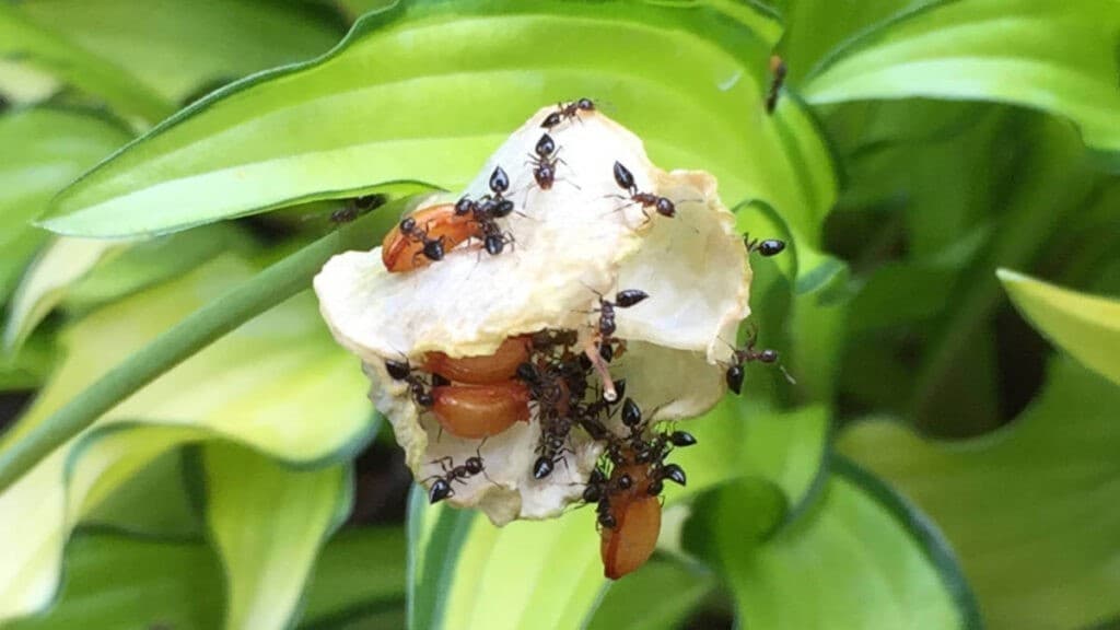 アリとカタクリのふしぎなタネのはこびかた