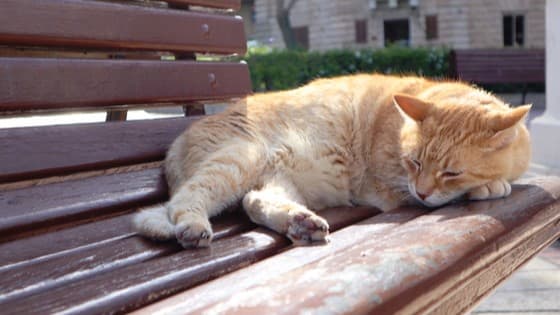 マルタで日本人の男、猫をいじめて2年のけいむ