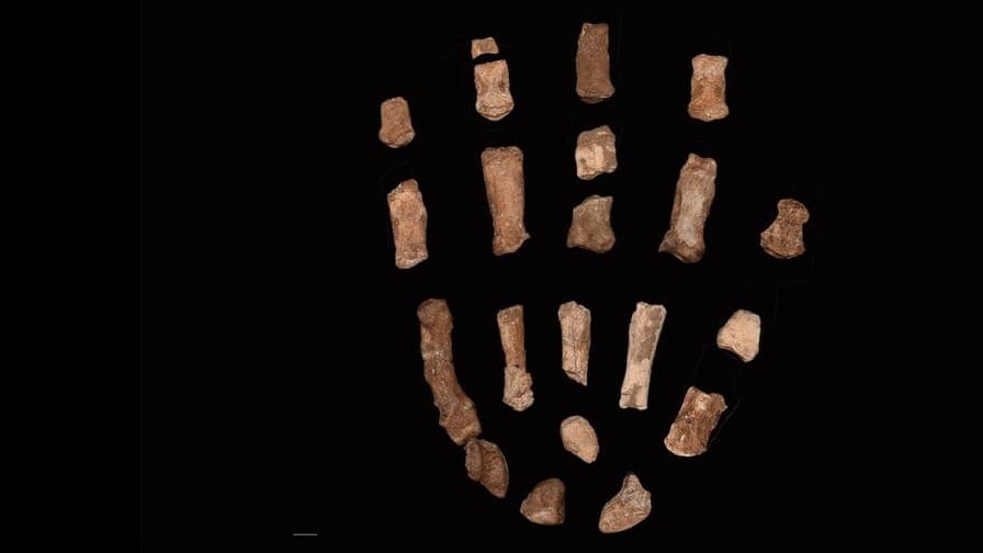 絶滅した人類の近い親せき「パラントロプス・ボイセイ」の手の化石が発見される