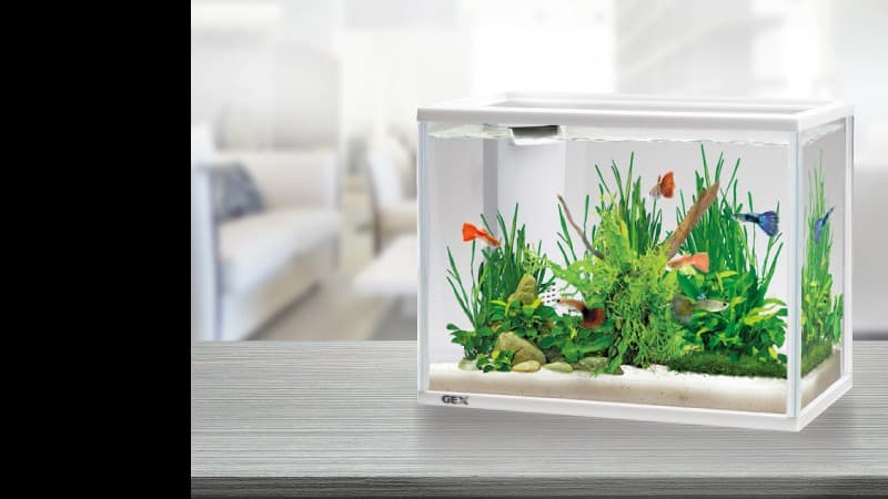 熱帯魚のかい方