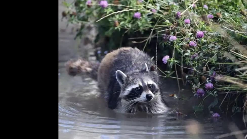 フランスでアライグマがふえて、問題になっています