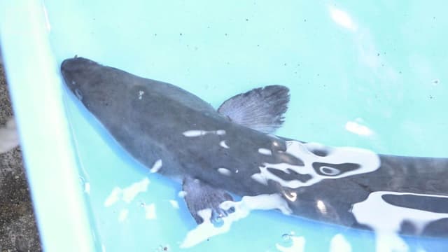 <span class="" word="ウ">ウ</span><span class="" word="ナ">ナ</span><span class="" word="ギ">ギ</span><span class="" word="の">の</span><ruby ><rb><span class="jlpt-n4" word="国際">国際</span></rb><rt>こくさい</rt></ruby><ruby ><rb><span class="unknown" word="取引">取引</span></rb><rt>とりひき</rt></ruby><span class="" word="が">が</span><span class="" word="き">き</span><span class="" word="び">び</span><span class="" word="し">し</span><span class="" word="く">く</span><span class="jlpt-n5" word="なる">なる</span><span class="" word="か">か</span><span class="" word="も">も</span><span class="" word="し">し</span><span class="" word="れ">れ</span><span class="" word="ま">ま</span><span class="" word="せ">せ</span><span class="" word="ん">ん</span>