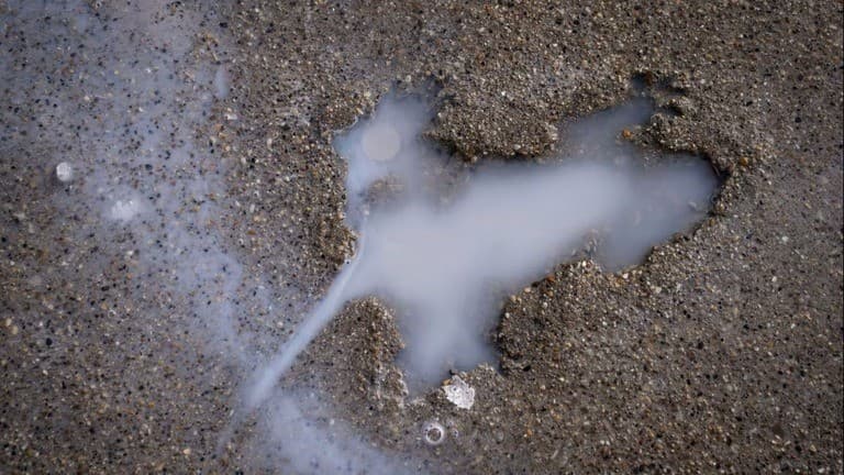 シカゴの歩道にできた「ネズミ形」の正体はリスだった