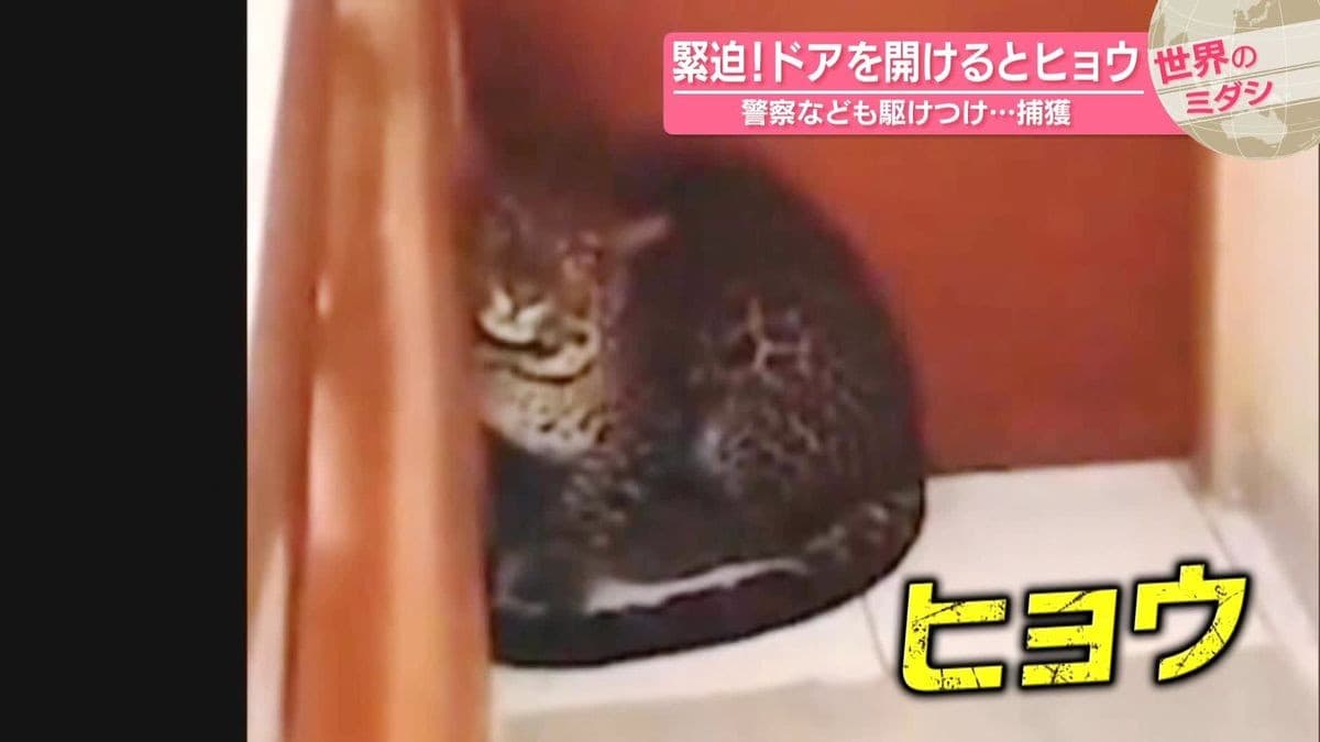 インドネシアのホテルでヒョウをつかまえました