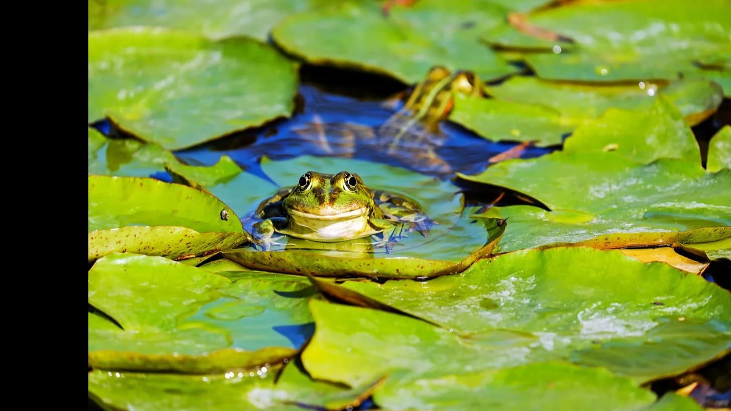 大坂とか京のかえる