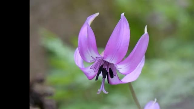 <span class="" word="ア">ア</span><span class="" word="リ">リ</span><span class="" word="と">と</span><span class="" word="の">の</span><ruby ><rb><span class="unknown" word="共生">共生</span></rb><rt>きょうせい</rt></ruby><span class="" word="を">を</span><ruby ><rb><span class="jlpt-n4" word="利用">利用</span></rb><rt>りよう</rt></ruby><span class="" word="し">し</span><span class="" word="た">た</span><span class="" word="カ">カ</span><span class="" word="タ">タ</span><span class="" word="ク">ク</span><span class="" word="リ">リ</span><span class="" word="の">の</span><ruby ><rb><span class="jlpt-n2" word="高度">高度</span></rb><rt>こうど</rt></ruby><span class="" word="な">な</span><ruby ><rb><span class="jlpt-n1" word="繁殖">繁殖</span></rb><rt>はんしょく</rt></ruby><ruby ><rb><span class="unknown" word="戦略">戦略</span></rb><rt>せんりゃく</rt></ruby>