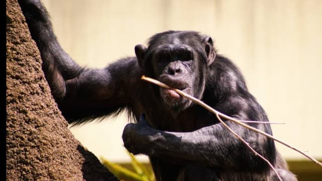 <span class="" word="チ">チ</span><span class="" word="ン">ン</span><span class="" word="パ">パ</span><span class="" word="ン">ン</span><span class="" word="ジ">ジ</span><span class="" word="ー">ー</span><span class="" word="に">に</span><span class="" word="お">お</span><span class="" word="け">け</span><span class="" word="る">る</span><ruby ><rb><span class="jlpt-n1" word="知的">知的</span></rb><rt>ちてき</rt></ruby><ruby ><rb><span class="jlpt-n3" word="行動">行動</span></rb><rt>こうどう</rt></ruby><span class="" word="と">と</span><ruby ><rb><span class="jlpt-n4" word="道具">道具</span></rb><rt>どうぐ</rt></ruby><ruby ><rb><span class="jlpt-n3" word="使用">使用</span></rb><rt>しよう</rt></ruby><span class="" word="の">の</span><ruby ><rb><span class="jlpt-n1" word="多様">多様</span><span class="jlpt-n3" word="性">性</span></rb><rt>たようせい</rt></ruby>