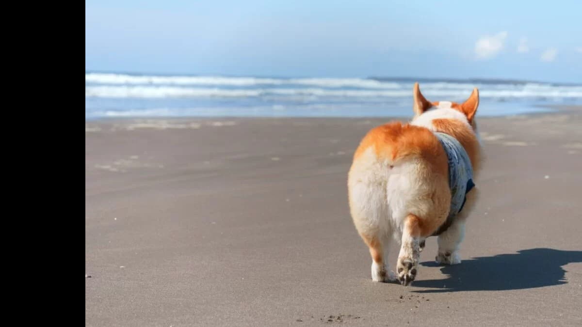 コーギーのしっぽはなぜみじかい？