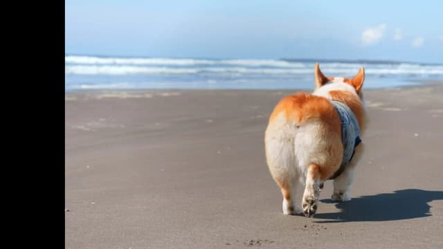 <span class="" word="コ">コ</span><span class="" word="ー">ー</span><span class="" word="ギ">ギ</span><span class="" word="ー">ー</span><span class="" word="の">の</span><span class="jlpt-n2" word="しっぽ">しっぽ</span><span class="" word="は">は</span><span class="jlpt-n5" word="なぜ">なぜ</span><span class="" word="み">み</span><span class="" word="じ">じ</span><span class="" word="か">か</span><span class="" word="い">い</span><span class="" word="？">？</span>