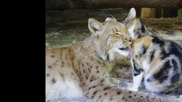 <span class="" word="や">や</span><span class="" word="ま">ま</span><span class="" word="ね">ね</span><span class="jlpt-n5" word="この">この</span><span class="" word="せ">せ</span><span class="" word="い">い</span><span class="" word="か">か</span><span class="" word="つ">つ</span>