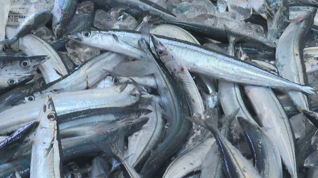 <span class="" word="サ">サ</span><span class="" word="ン">ン</span><span class="" word="マ">マ</span><span class="" word="が">が</span><span class="jlpt-n5" word="たくさん">たくさん</span><span class="" word="と">と</span><span class="" word="れ">れ</span><span class="" word="ま">ま</span><span class="" word="し">し</span><span class="" word="た">た</span>