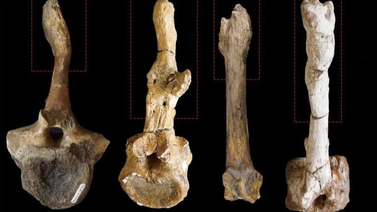 恐竜の性別は骨の傷で分かる？新しい研究