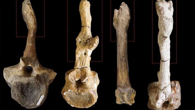 <ruby ><rb><span class="unknown" word="恐竜">恐竜</span></rb><rt>きょうりゅう</rt></ruby><span class="" word="の">の</span><ruby ><rb><span class="jlpt-n2" word="性別">性別</span></rb><rt>せいべつ</rt></ruby><span class="" word="は">は</span><ruby ><rb><span class="jlpt-n3" word="骨">骨</span></rb><rt>ほね</rt></ruby><span class="" word="の">の</span><ruby ><rb><span class="jlpt-n3" word="傷">傷</span></rb><rt>きず</rt></ruby><span class="" word="で">で</span><ruby ><rb><span class="" word="分">分</span></rb><rt>わ</rt></ruby><span class="" word="か">か</span><span class="" word="る">る</span><span class="" word="？">？</span><ruby ><rb><span class="" word="新">新</span></rb><rt>あたら</rt></ruby><span class="" word="し">し</span><span class="" word="い">い</span><ruby ><rb><span class="jlpt-n4" word="研究">研究</span></rb><rt>けんきゅう</rt></ruby>