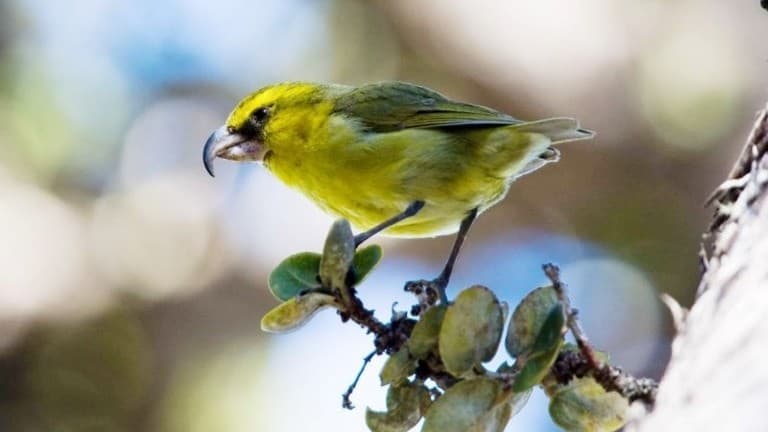 外来種の蚊を制御する先端技術――ハワイ固有鳥類保全への挑戦