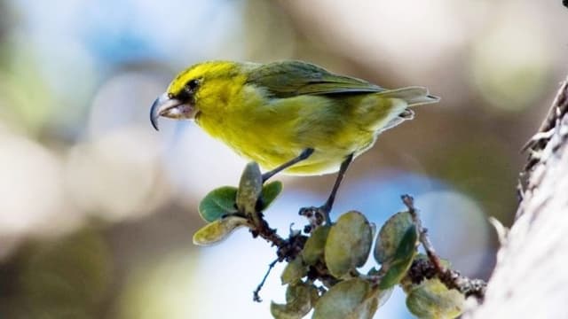 <ruby ><rb><span class="jlpt-n1" word="外来">外来</span><span class="jlpt-n3" word="種">種</span></rb><rt>がいらいしゅ</rt></ruby><span class="" word="の">の</span><ruby ><rb><span class="jlpt-n2" word="蚊">蚊</span></rb><rt>か</rt></ruby><span class="" word="を">を</span><ruby ><rb><span class="unknown" word="制御">制御</span></rb><rt>せいぎょ</rt></ruby><span class="" word="す">す</span><span class="" word="る">る</span><ruby ><rb><span class="jlpt-n2" word="先端">先端</span></rb><rt>せんたん</rt></ruby><ruby ><rb><span class="jlpt-n4" word="技術">技術</span></rb><rt>ぎじゅつ</rt></ruby><span class="" word="―">―</span><span class="" word="―">―</span><span class="" word="ハ">ハ</span><span class="" word="ワ">ワ</span><span class="" word="イ">イ</span><ruby ><rb><span class="jlpt-n1" word="固有">固有</span></rb><rt>こゆう</rt></ruby><ruby ><rb><span class="unknown" word="鳥類">鳥類</span></rb><rt>ちょうるい</rt></ruby><ruby ><rb><span class="unknown" word="保全">保全</span></rb><rt>ほぜん</rt></ruby><span class="" word="へ">へ</span><span class="" word="の">の</span><ruby ><rb><span class="jlpt-n1" word="挑戦">挑戦</span></rb><rt>ちょうせん</rt></ruby>