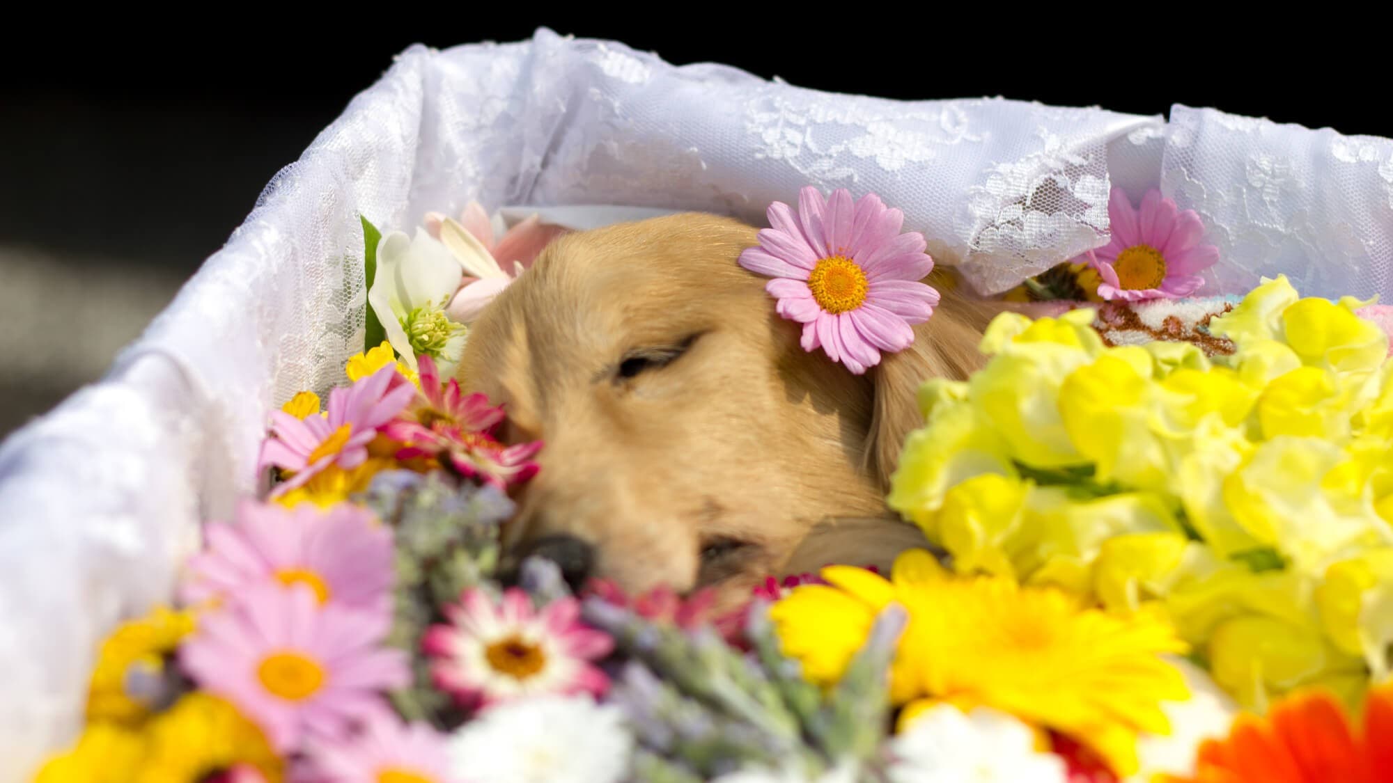 ペットが死んだときにすること