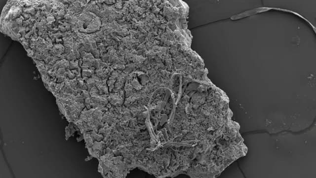 <span class="" word="オ">オ</span><span class="" word="ー">ー</span><span class="" word="ス">ス</span><span class="" word="ト">ト</span><span class="" word="ラ">ラ</span><span class="" word="リ">リ</span><span class="" word="ア">ア</span><span class="" word="で">で</span><ruby ><rb><span class="" word="見">見</span></rb><rt>み</rt></ruby><span class="" word="つ">つ</span><span class="" word="か">か</span><span class="" word="っ">っ</span><span class="" word="た">た</span><ruby ><rb><span class="" word="古">古</span></rb><rt>ふる</rt></ruby><span class="" word="い">い</span><span class="" word="ワ">ワ</span><span class="" word="ニ">ニ</span><span class="" word="の">の</span><ruby ><rb><span class="jlpt-n5" word="卵">卵</span></rb><rt>たまご</rt></ruby><span class="" word="の">の</span><ruby ><rb><span class="jlpt-n2" word="殻">殻</span></rb><rt>から</rt></ruby>