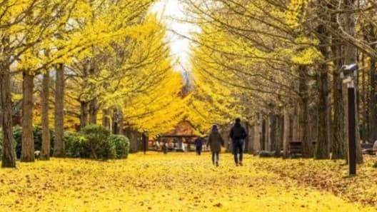 イチョウの実はなぜにおいがしますか