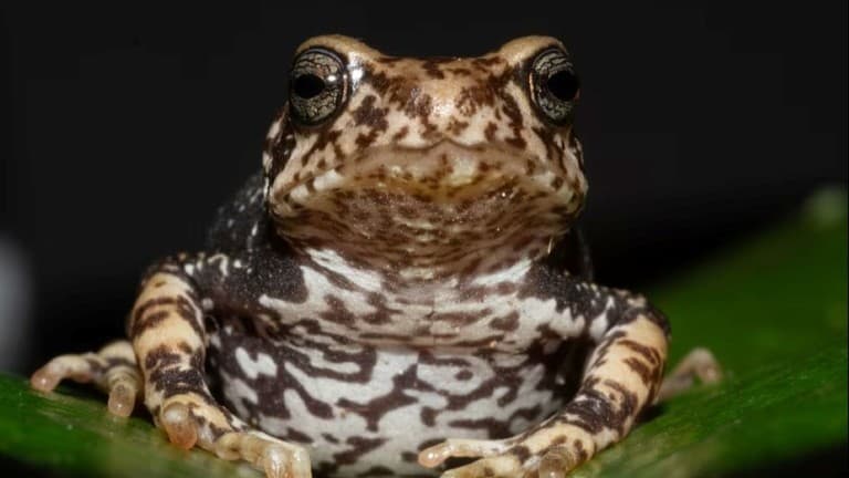 親と同じ形で生まれる新しいヒキガエルが見つかる