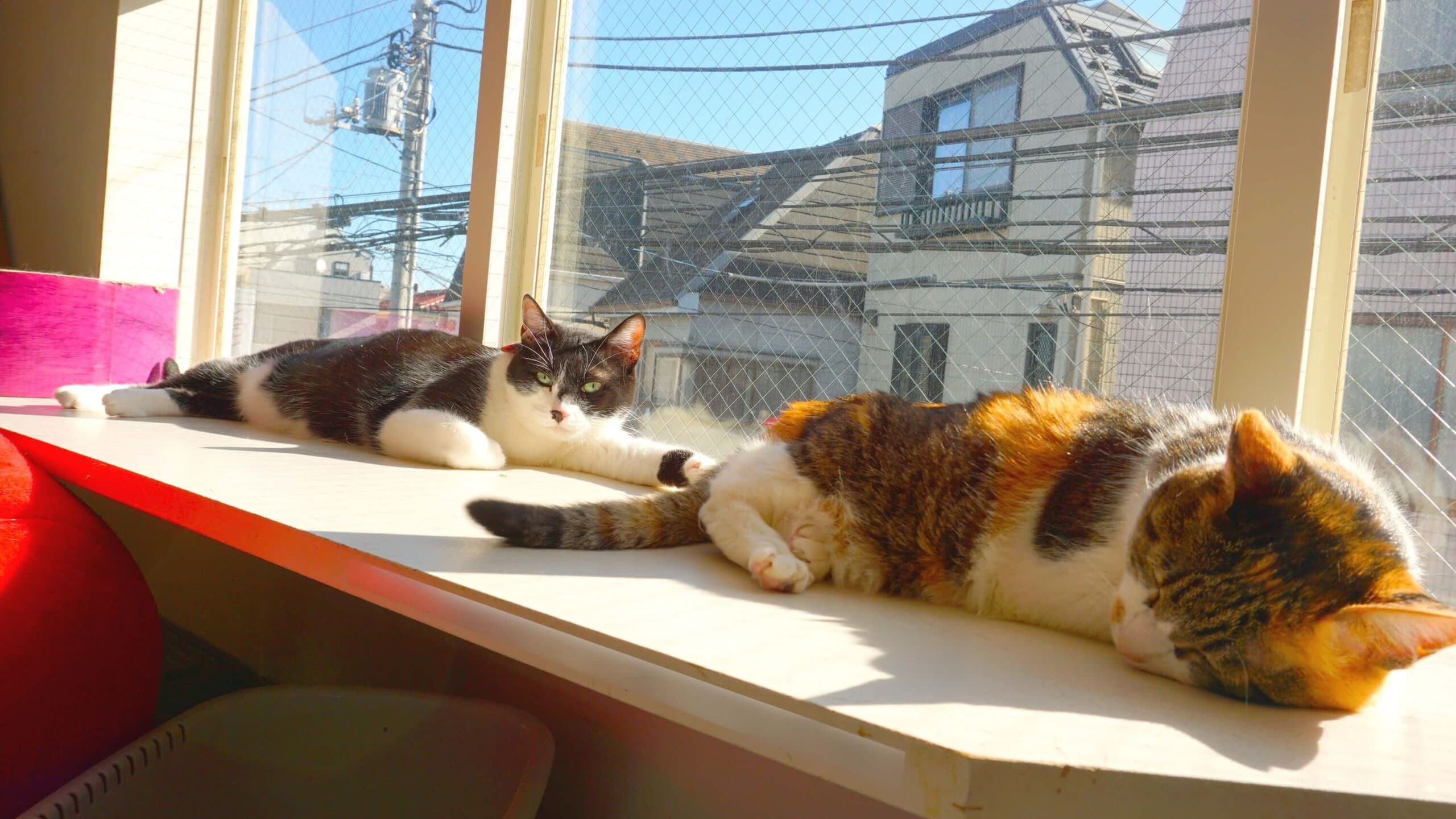 にほんのねこのホテル