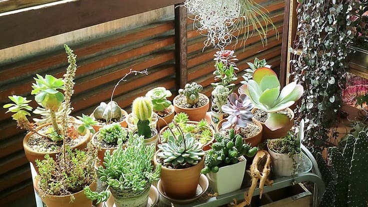 家におかないほうがいい植物
