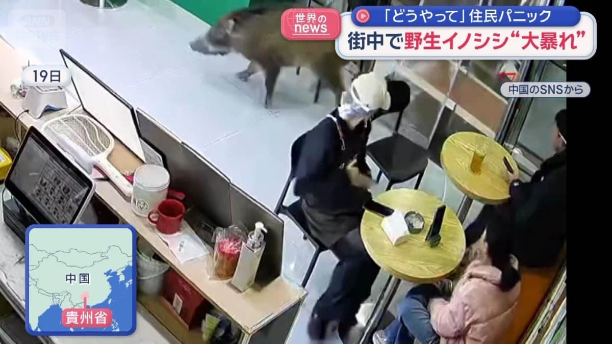 中国のまちにイノシシがきました