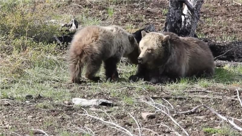 カナダでクマが小学生をおそう