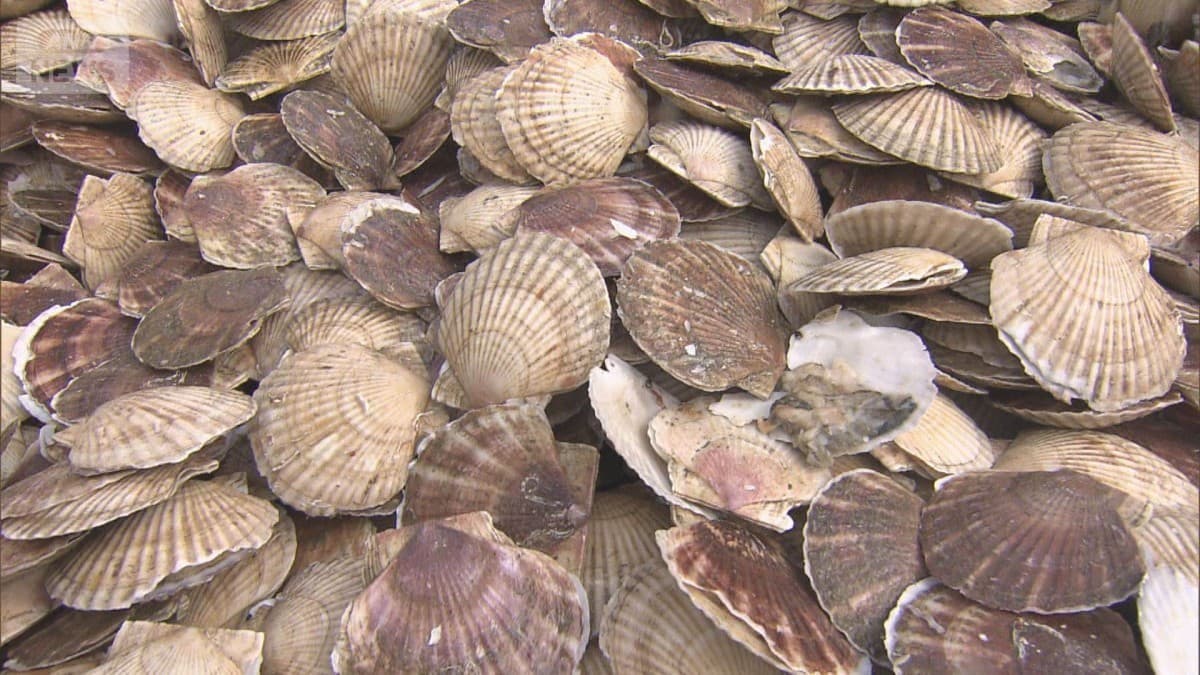 中国の日本産水産物輸入停止、172社に影響