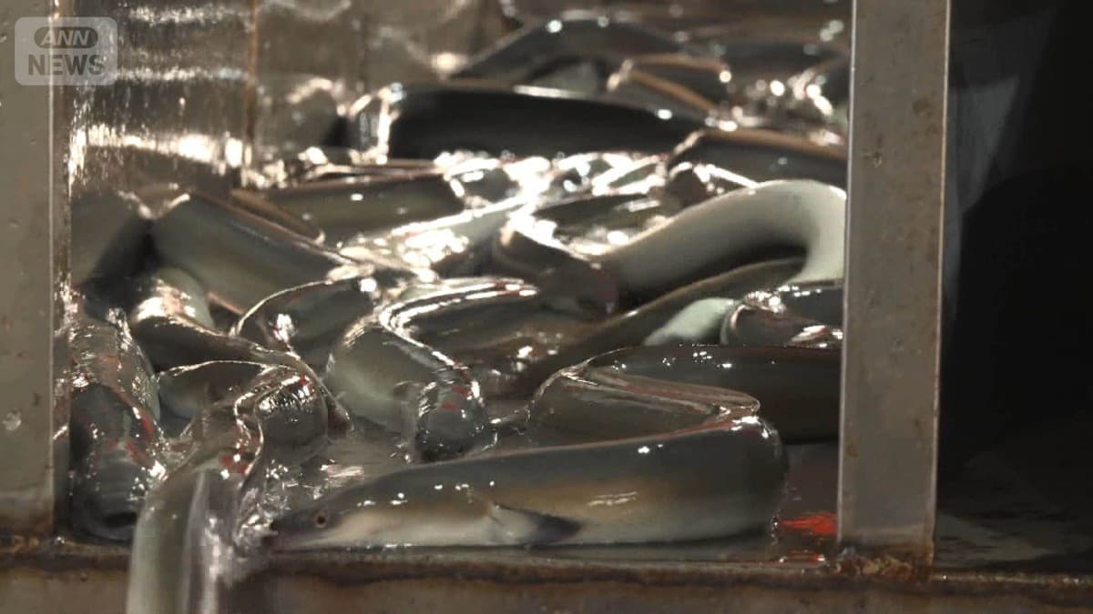 ウナギの国際会議　中国の会社は心配しています