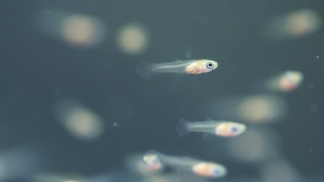 <ruby ><rb><span class="" word="小">小</span></rb><rt>ちい</rt></ruby><span class="" word="さ">さ</span><span class="" word="い">い</span><span class="" word="さ">さ</span><span class="" word="か">か</span><span class="" word="な">な</span><span class="" word="を">を</span><span class="" word="げ">げ</span><span class="" word="ん">ん</span><span class="" word="き">き</span><span class="" word="に">に</span><ruby ><rb><span class="" word="育">育</span></rb><rt>そだ</rt></ruby><span class="" word="て">て</span><span class="" word="る">る</span><span class="" word="ほ">ほ</span><span class="" word="う">う</span><span class="" word="ほ">ほ</span><span class="" word="う">う</span>